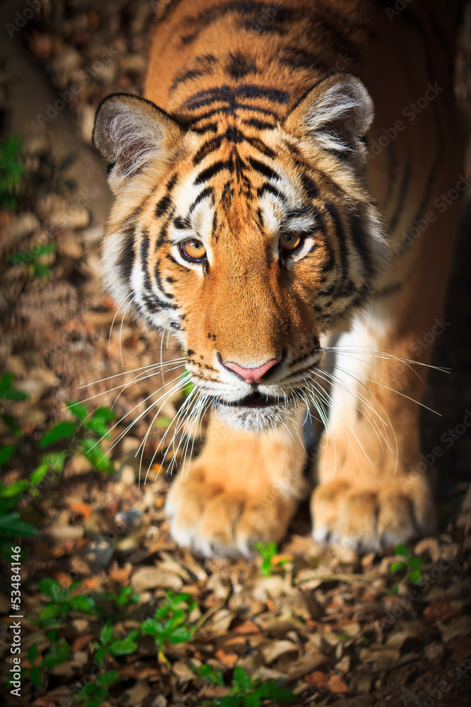 Tiger Tiger