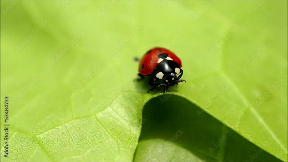 Beautiful ladybug waving legs sitting on a leaf Beautiful ladybug waving legs sitting on a leaf