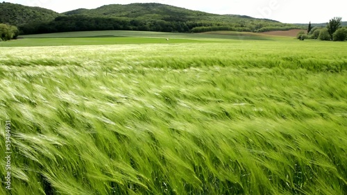 Beautiful cereal field in a windy day