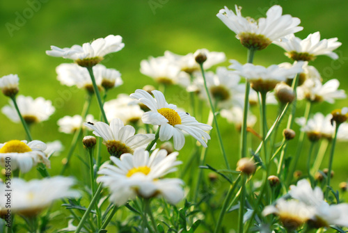 Billede på lærred Meadow with marguerites in spring, Leucanthemum vulgare