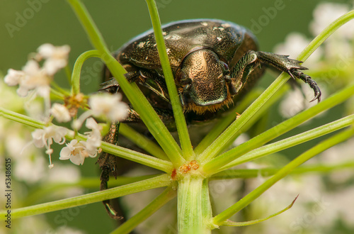 Protaetia marmorata photo