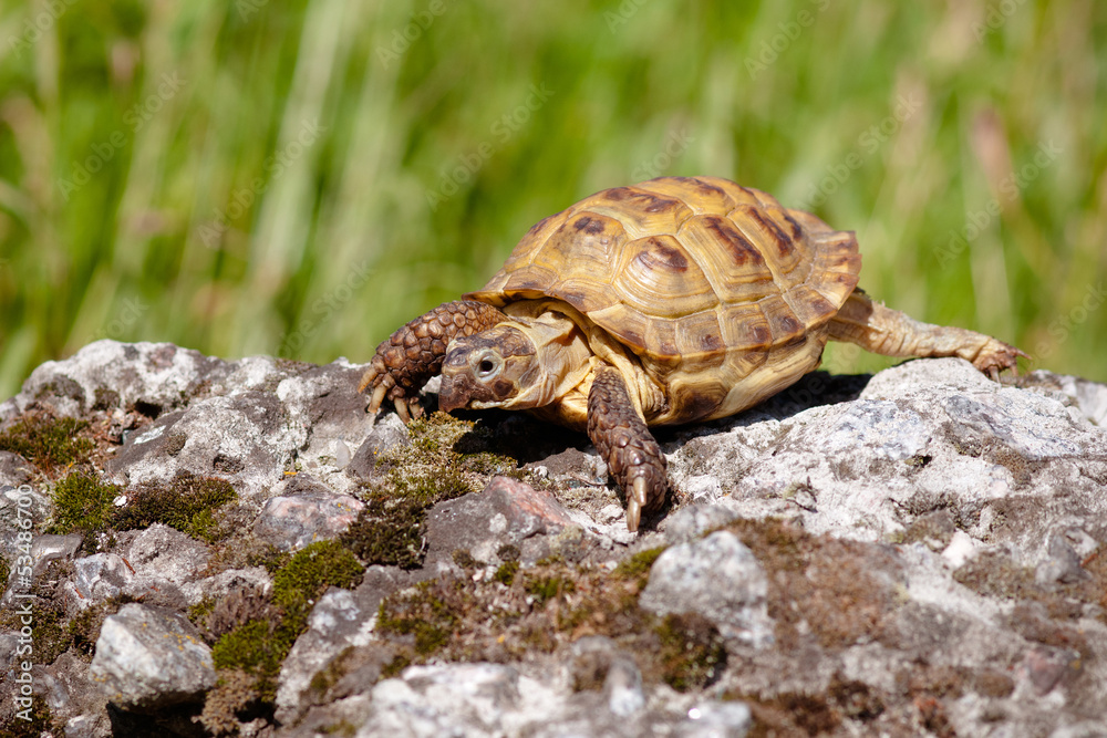 turtle outdoors turtle outdoors