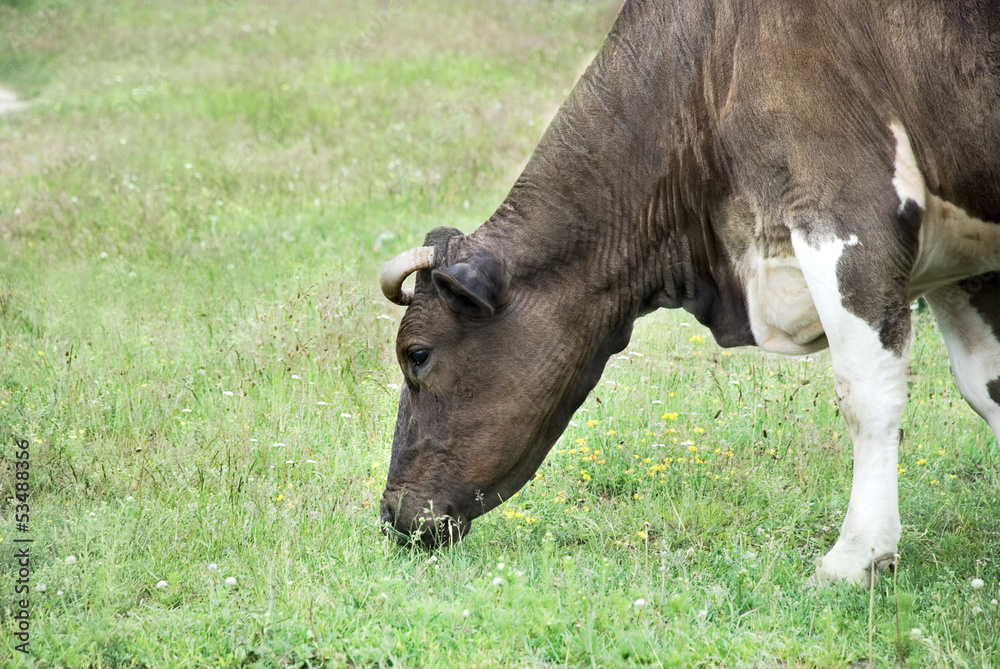 cow in the meadow cow in the meadow