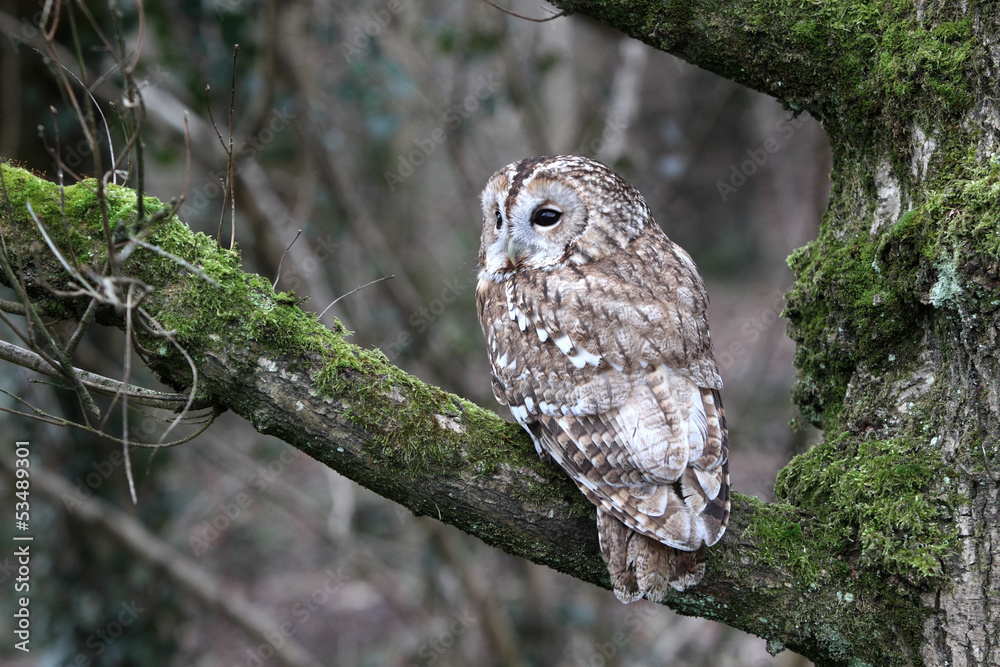Obraz premium Tawny owl, Strix aluco