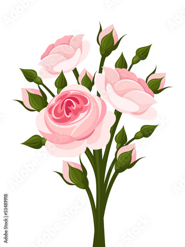 Pink roses branch. Vector illustration.
