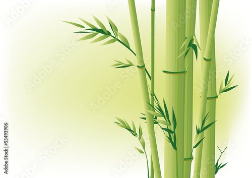 bambus