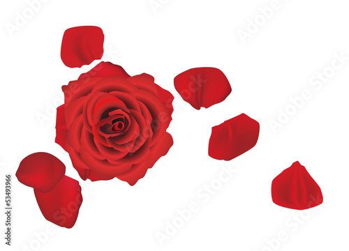 Rose with fallen petals