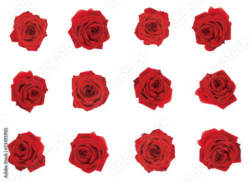 Rose collection