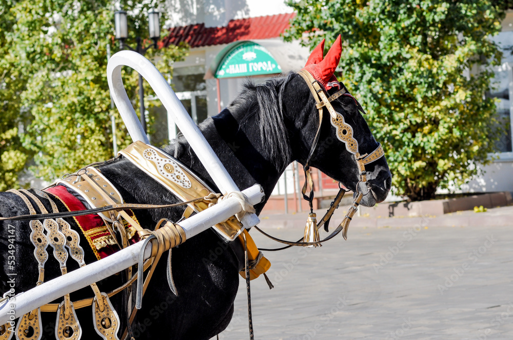 Obraz premium 2014 year of the horse, the horse of wedding