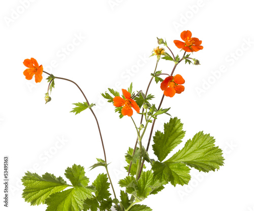 Cuadro en lienzo Yellow cinqfoil or Potentilla atrosanguinea