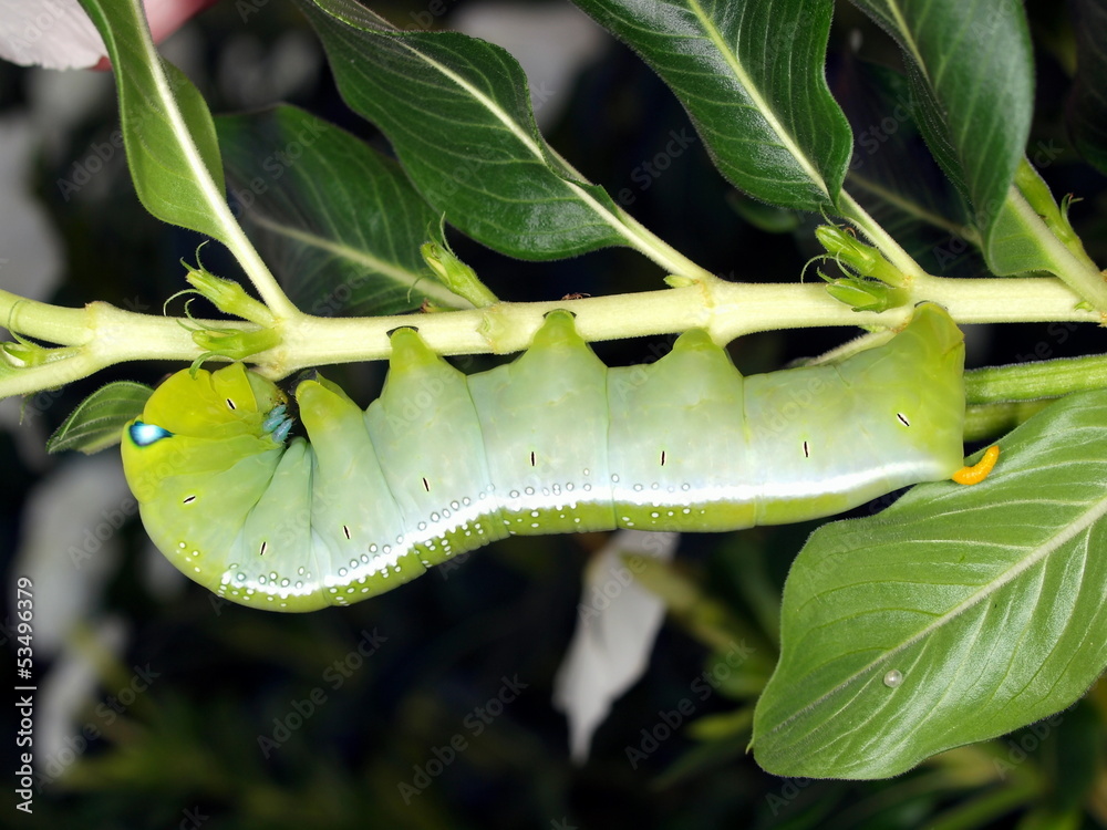 Obraz premium Caterpillar of butterfly Oleander Hawk-moth