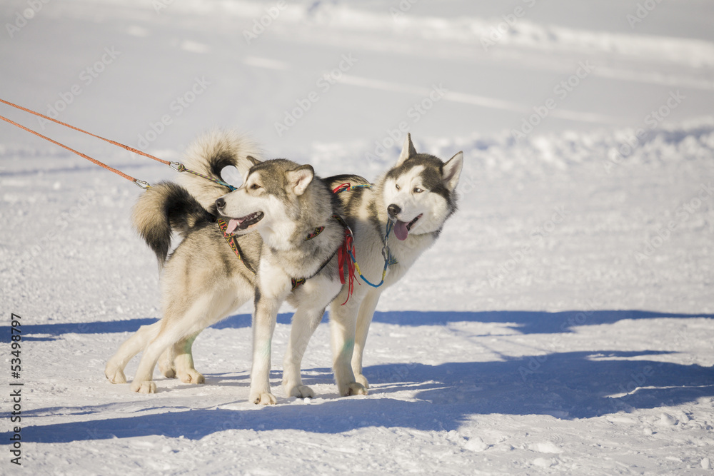 two siberian husky dogs with harness