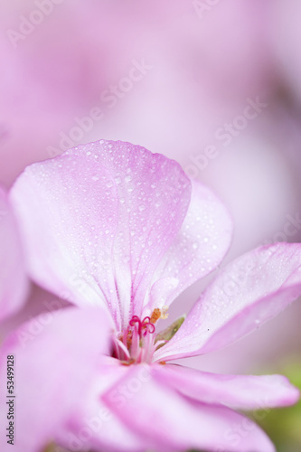 Close up on pink flowers (geranium)