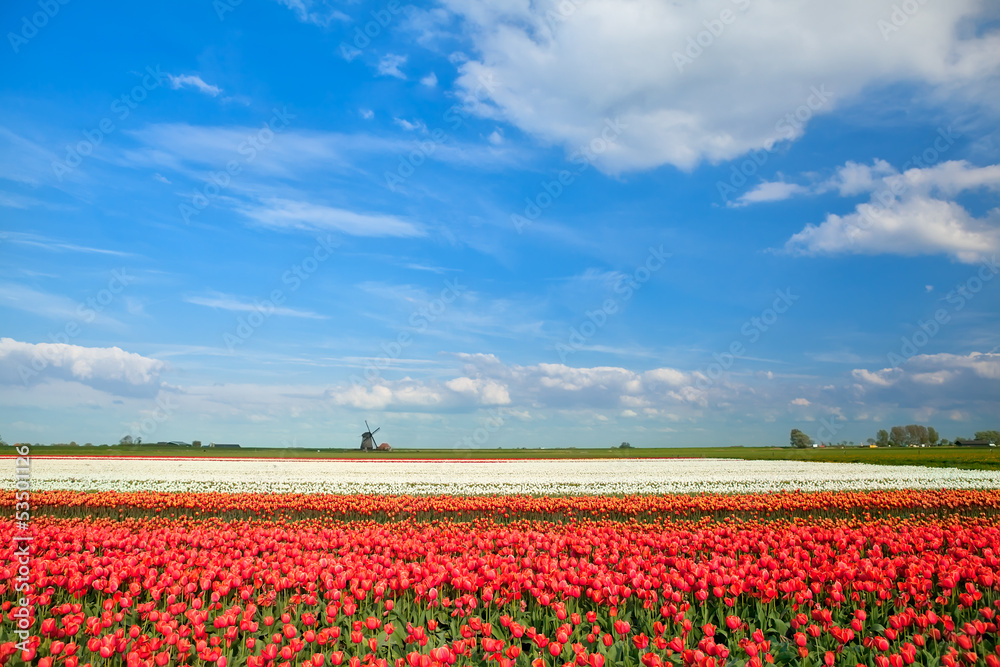 colorful tulip fields and windmill in spring