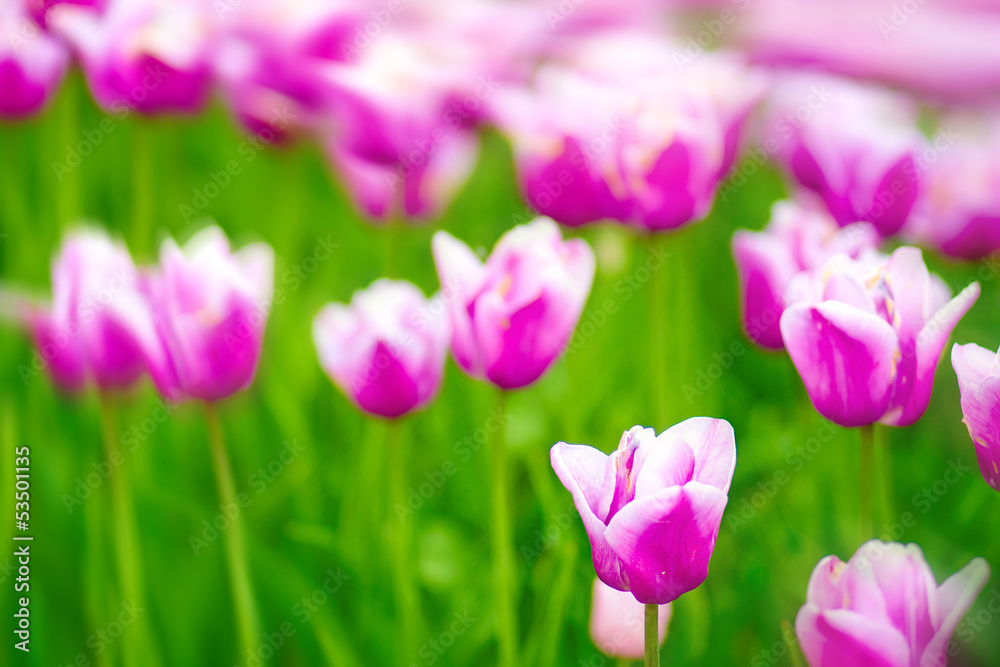 blooming tulips in springtime blooming tulips in springtime