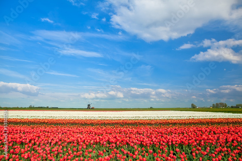 colorful tulip fields and windmill in spring
