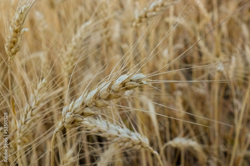 wheat close-up © raduborzea