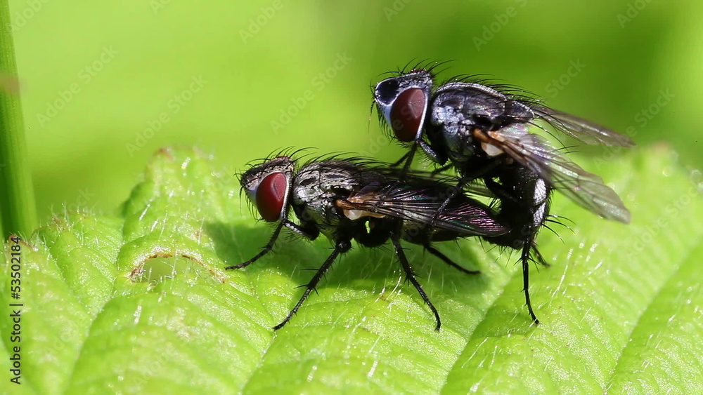 Graue Fleischfliegen - Paarung - Supermakro Graue Fleischfliegen - Paarung - Supermakro