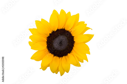 Fototapeta Naklejka Na Ścianę i Meble -  sonnenblume freigestellt