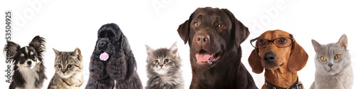 Group of cats and dogs in front of white background