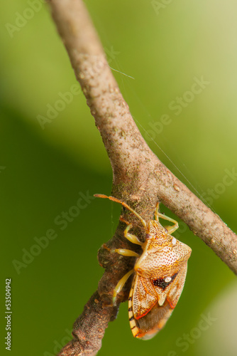 Elasmucha grisea