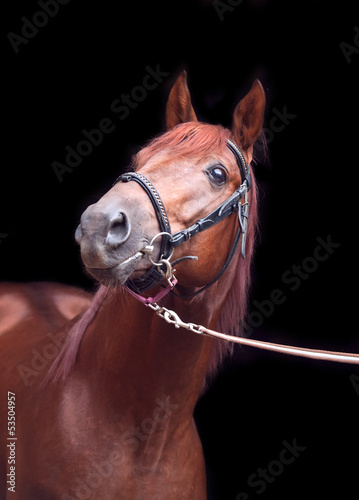 portrait of sorrel Trakehner stallion on black background © anakondasp