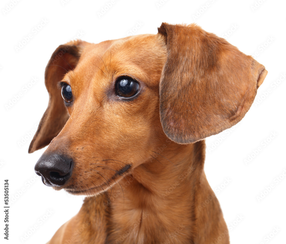 Dachshund dog portrait