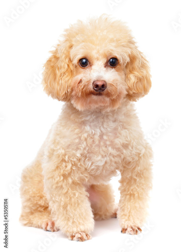 Dog poodle