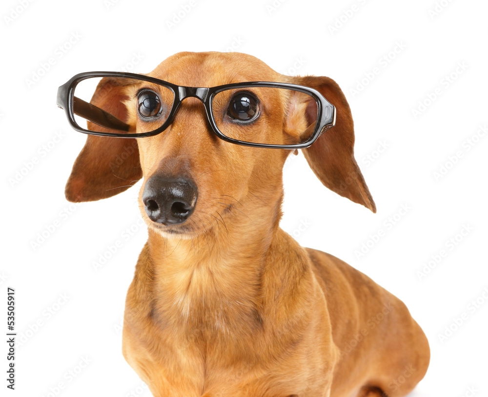 Dachshund dog wear glasses