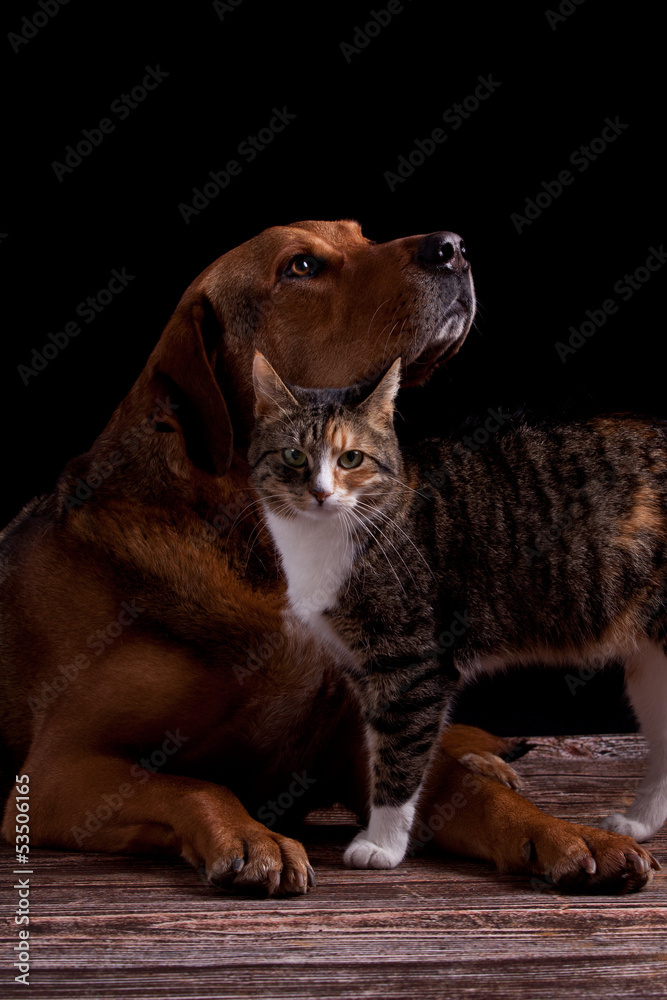 Obraz premium wie Hund und Katze