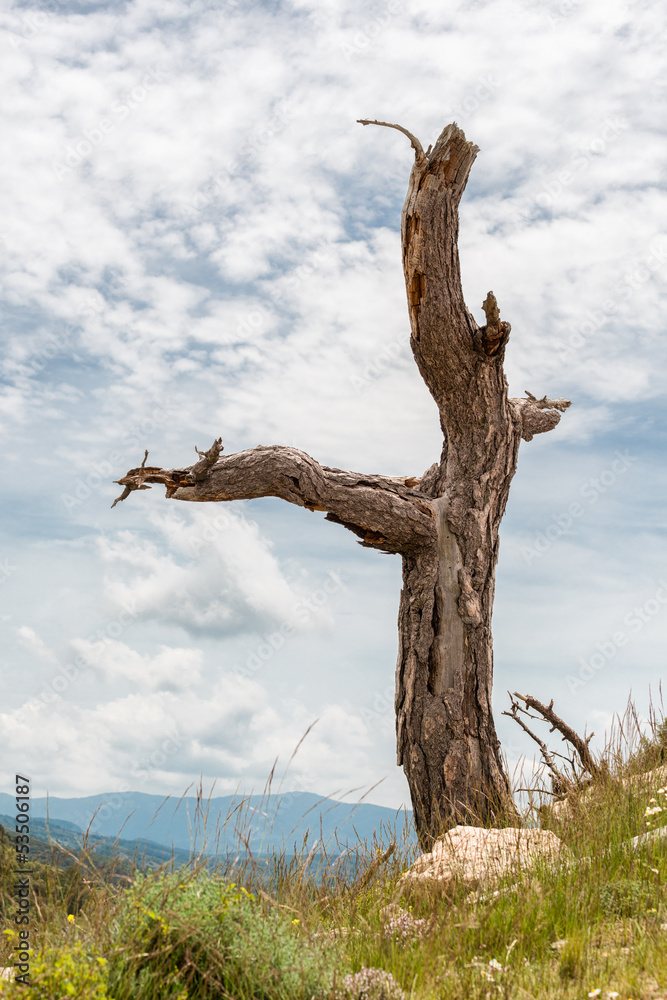 The tree The tree