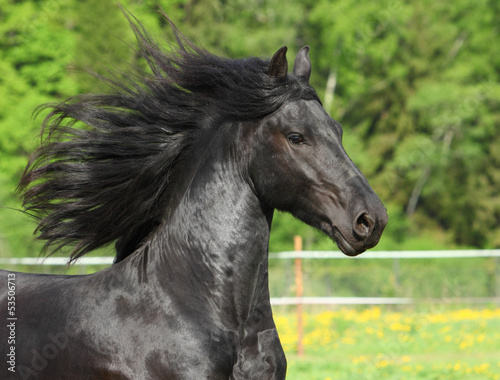 Black Friesian horse in field