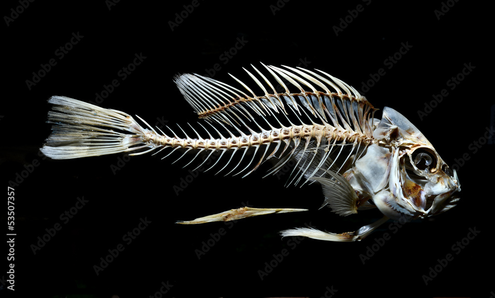 fish skeleton bone isolated on black background Stock Photo