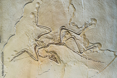 Archaeopteryx fossils photo
