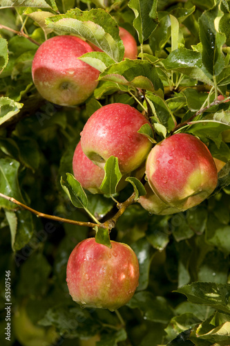 Pink lady apples in a tree ready for harvest