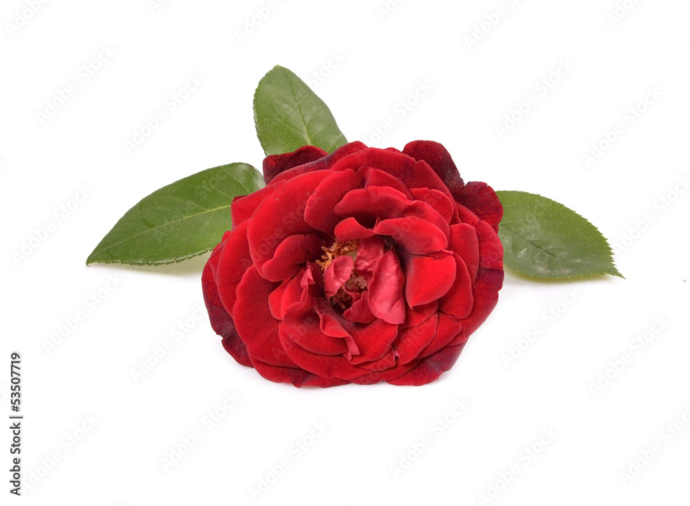 Naklejka premium Beautiful rose with leaves isolated on white
