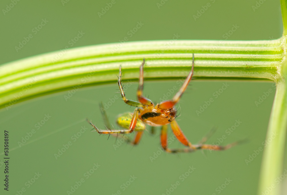 Fototapeta premium Araniella