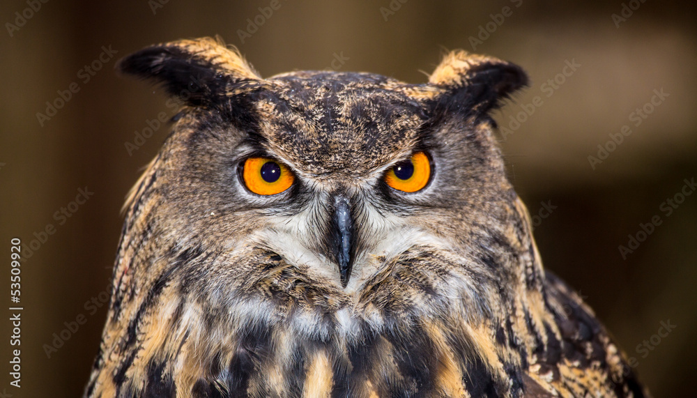 Fototapeta premium Eurasian Eagle Owl