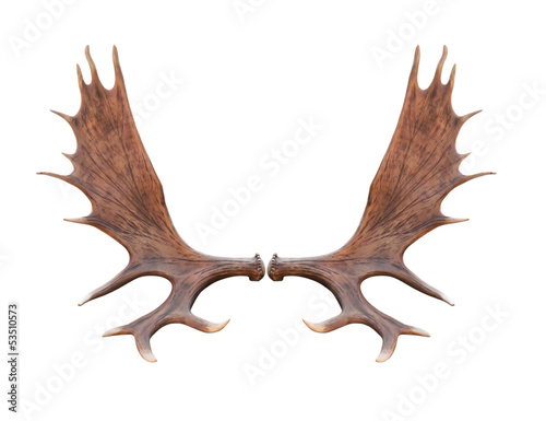 Large elk isolated