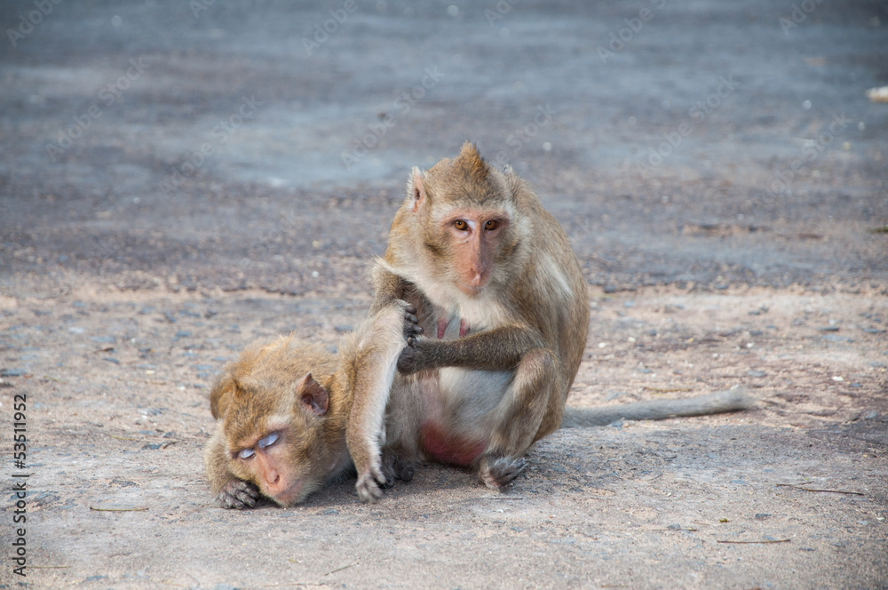 Two monkeys cleansing each other