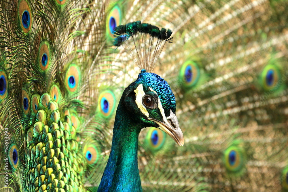 Obraz premium Pfau