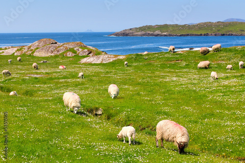 Sheeps  on Ring of Kerry grass fields
