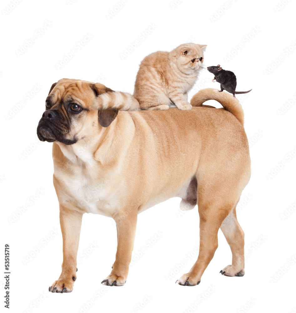Dog, cat  and mouse isolated