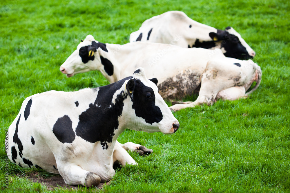 cow on meadow