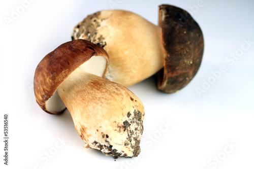Photos Two porcini mushrooms