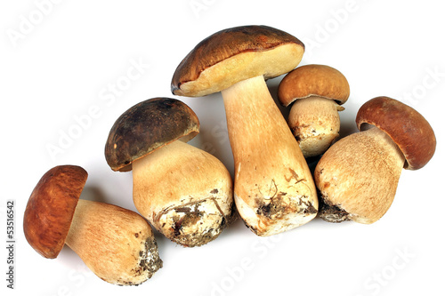 Five porcini mushrooms