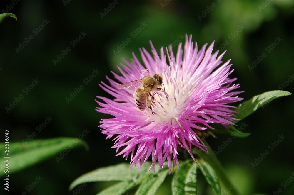 Honigbiene auf Blüte der Berg-Flockenblume Honigbiene auf Blüte der Berg-Flockenblume