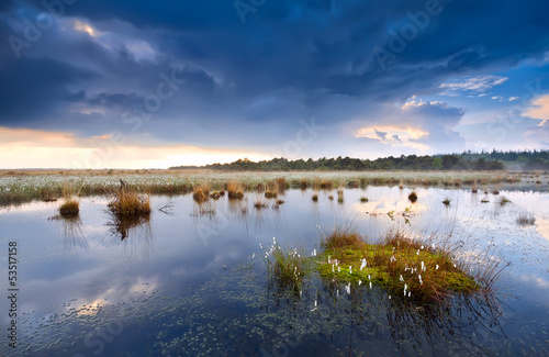 cotton grass on swamp after storm