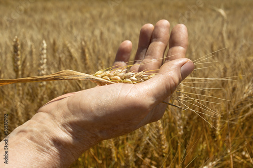 Wheat ears in the hand.