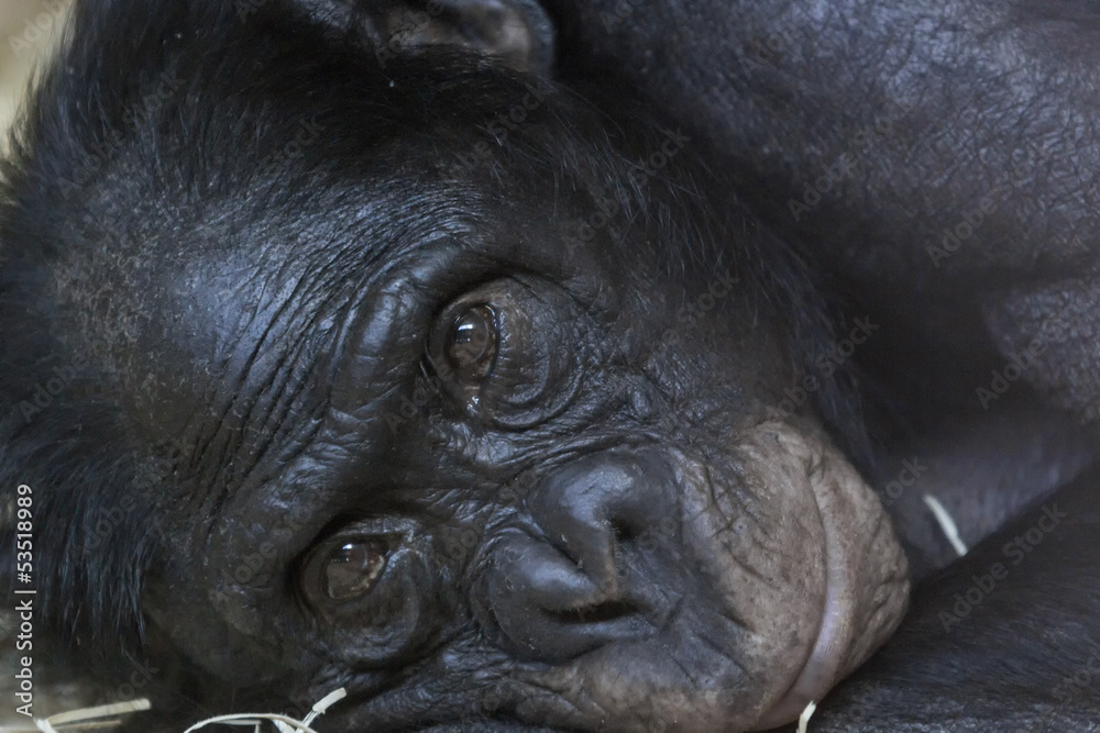 Bonabo Ape Bonabo Ape